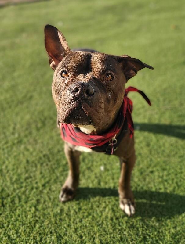 Gilligan, a Adoptable Pit Bull Terrier in Fruit Heights, UT image 2/6