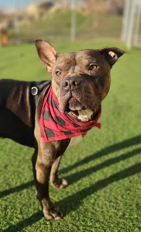 Gilligan, a Adoptable Pit Bull Terrier in Fruit Heights, UT image 3/6
