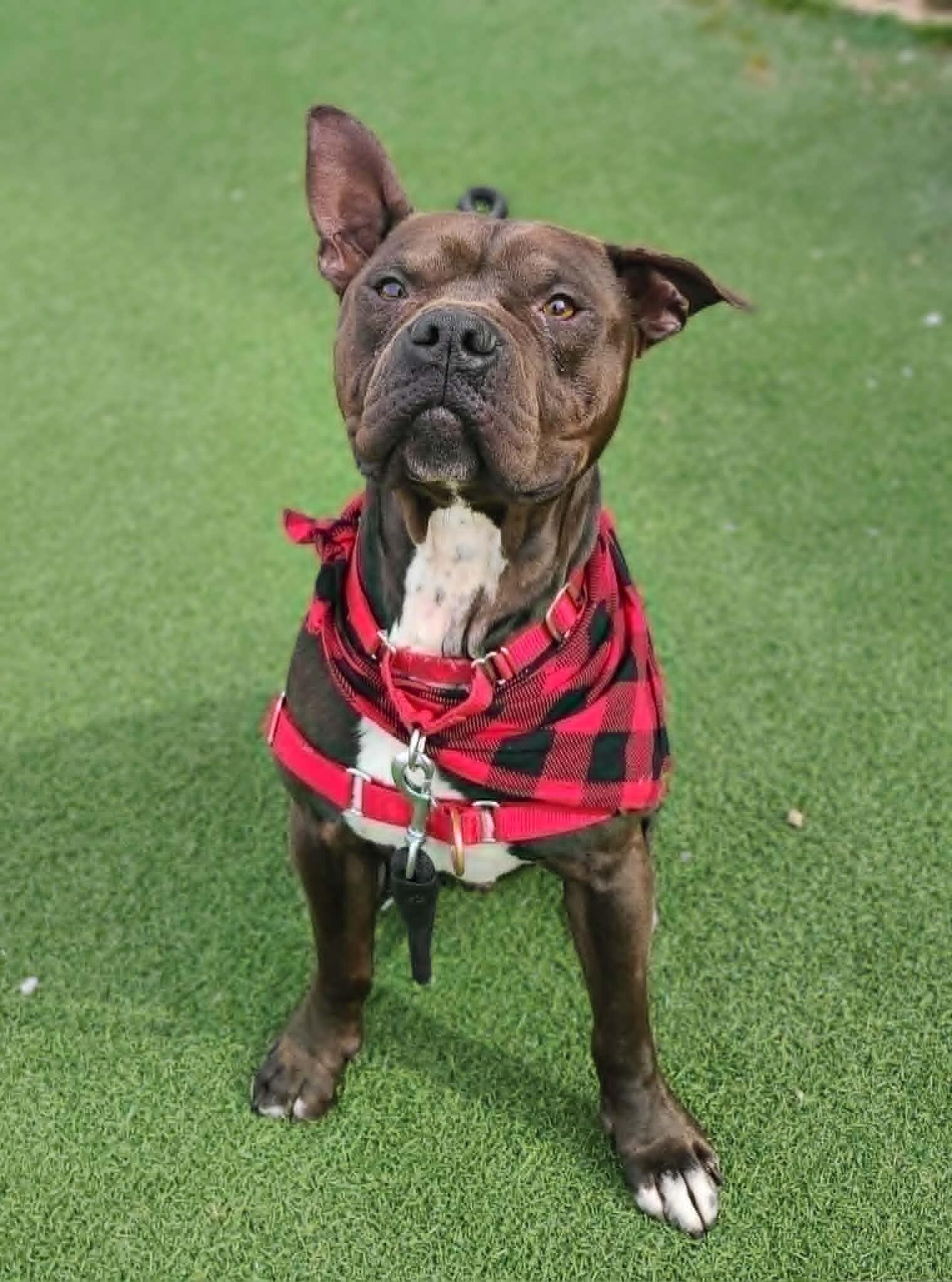 Gilligan — thumbnail 5