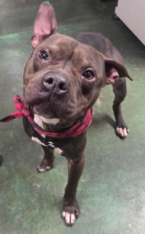 Gilligan, a Adoptable Pit Bull Terrier in Fruit Heights, UT image 4/6