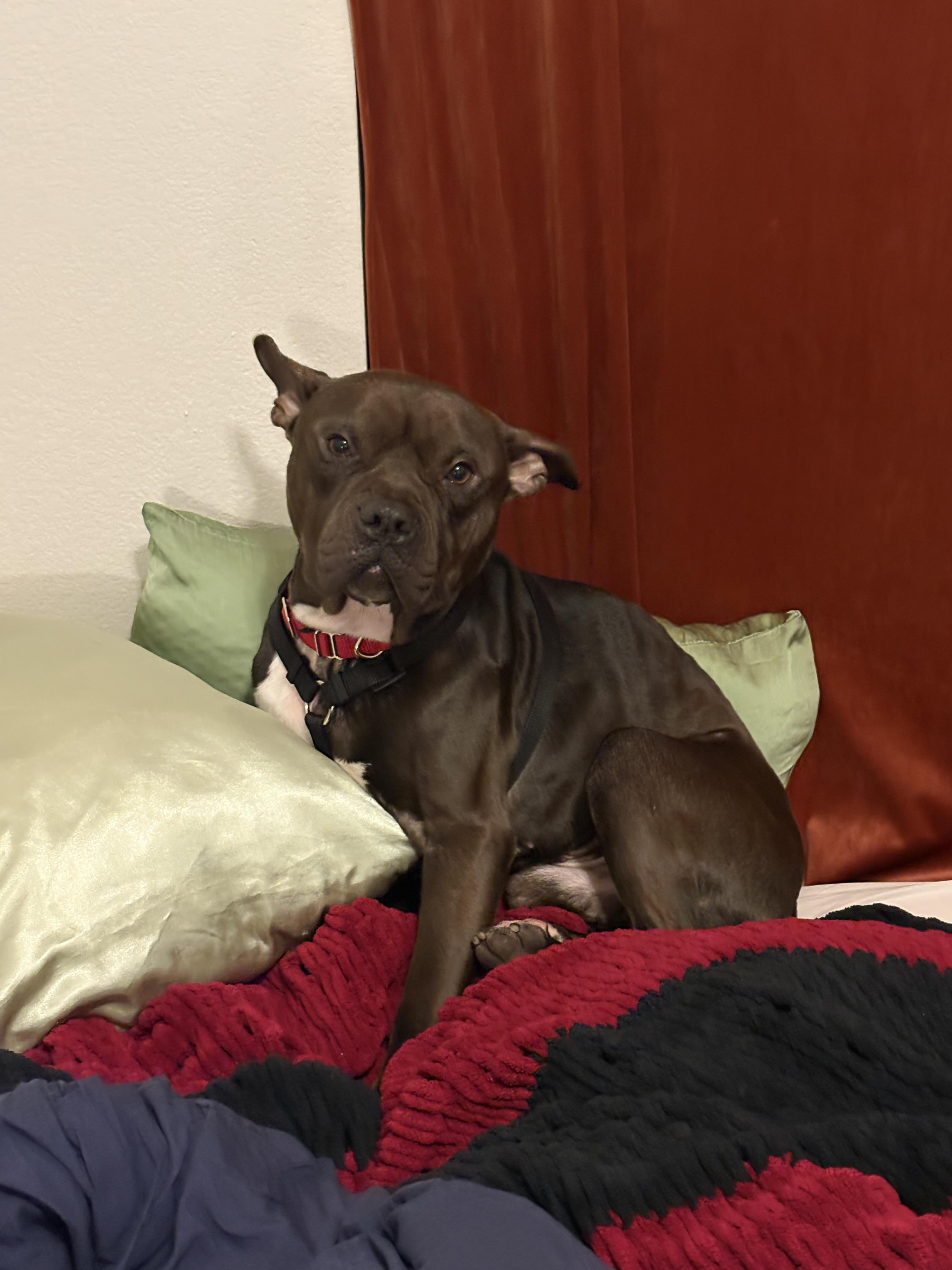 Gilligan, a Adoptable Pit Bull Terrier in Fruit Heights, UT image 6/6