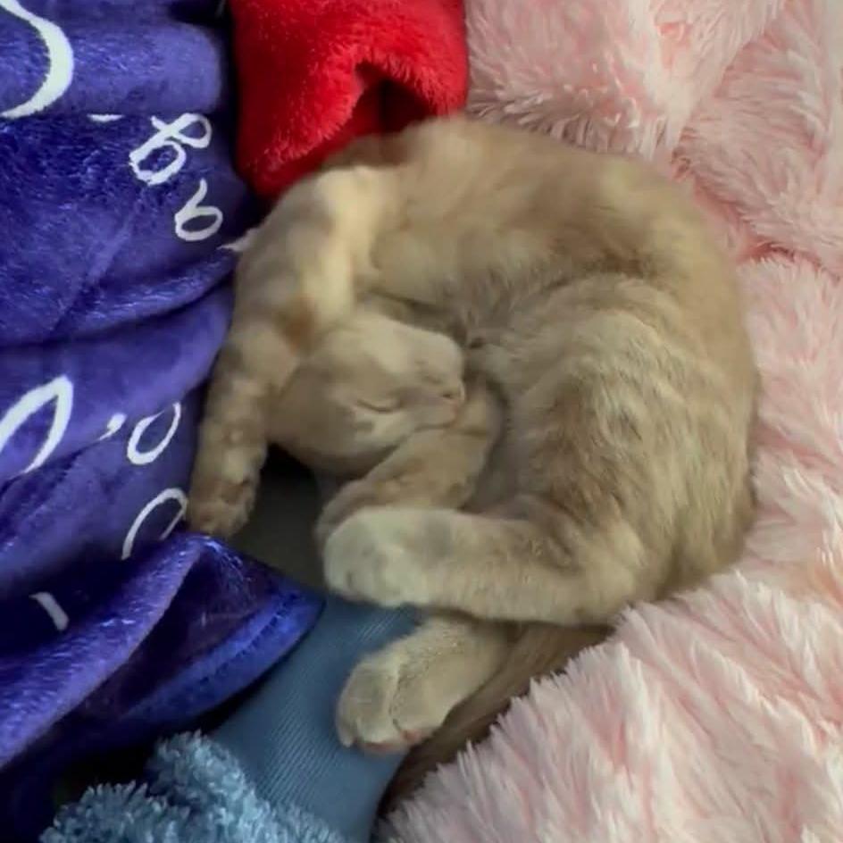 Marco - Playful & Cozy Companion!, a Adoptable Domestic Medium Hair in Hamilton, ON image 3/6