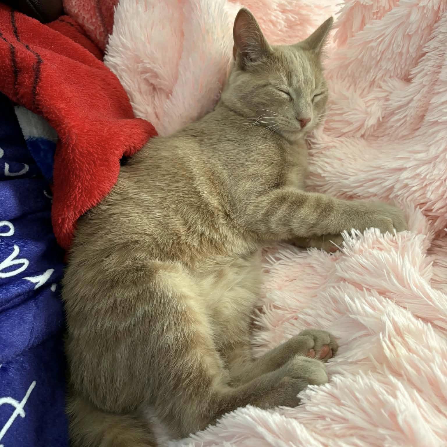 Marco - Playful & Cozy Companion!, a Adoptable Domestic Medium Hair in Hamilton, ON image 4/6