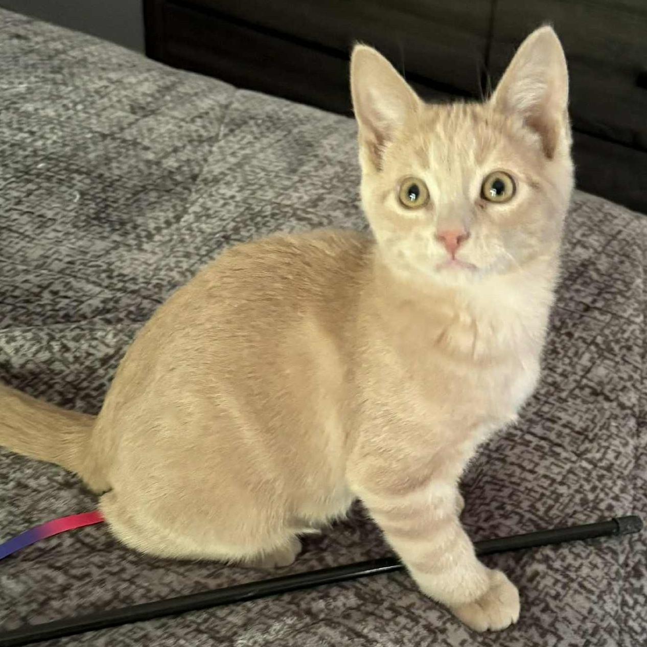 Marco - Playful & Cozy Companion!, a Adoptable Domestic Medium Hair in Hamilton, ON image 6/6