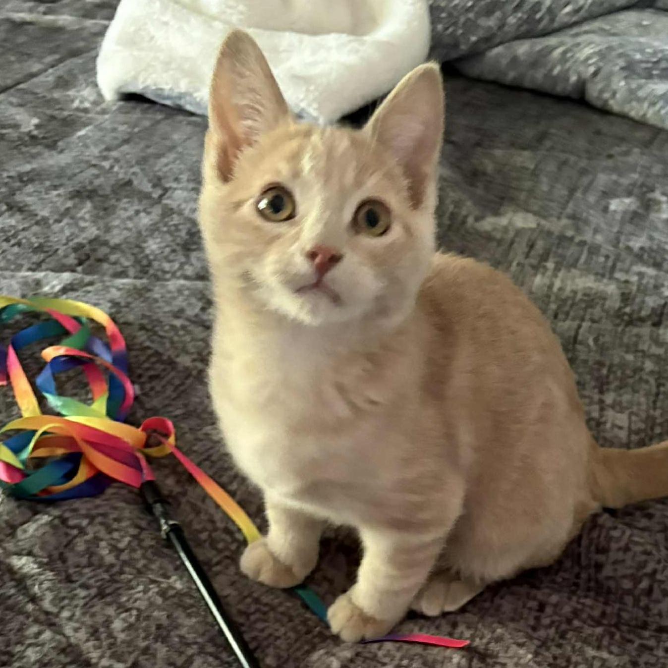 Marco - Playful & Cozy Companion!, a Adoptable Domestic Medium Hair in Hamilton, ON image 5/6