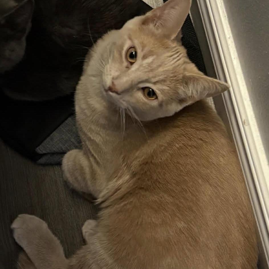 Marco - Playful & Cozy Companion!, a Adoptable Domestic Medium Hair in Hamilton, ON image 1/6