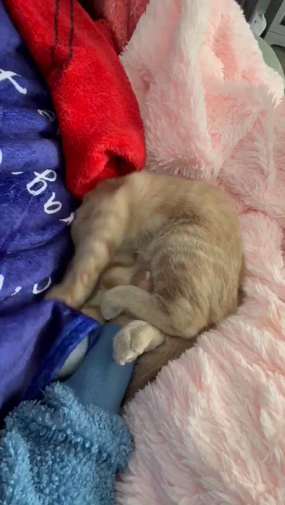 Enlarge Marco - Playful & Cozy Companion!, a Adoptable Domestic Medium Hair in Hamilton, ON video 2/6