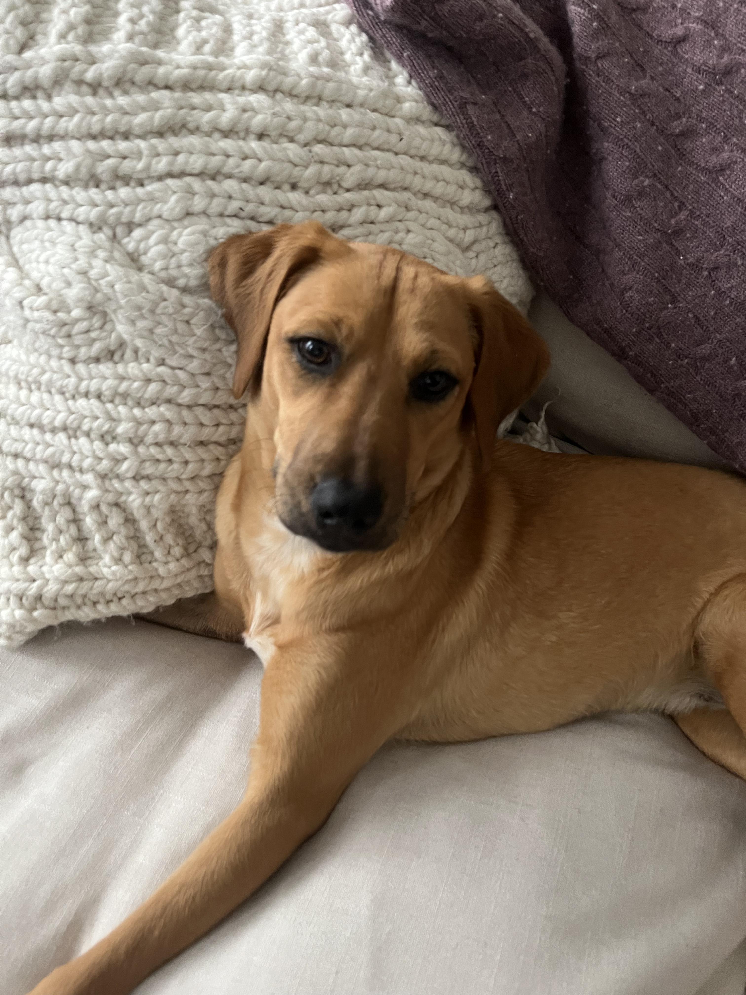 Enlarge Nena, an adopted mixed breed in Belmar, NJ image 1/4