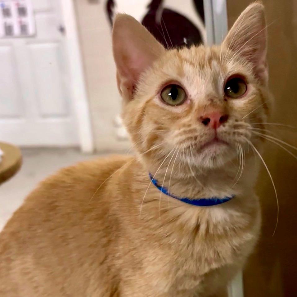 Enlarge Rusty, a Adoptable Domestic Short Hair in Laredo, TX image 1/6