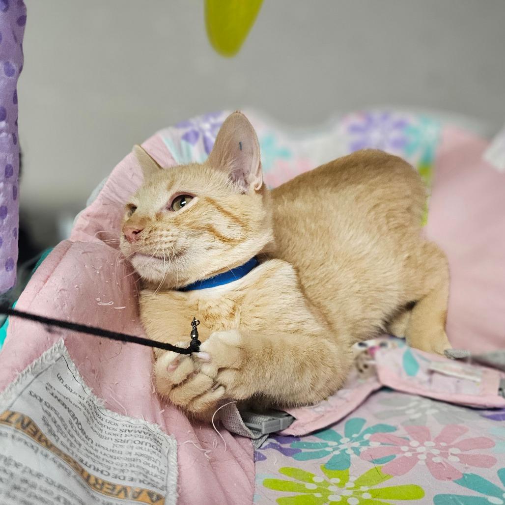 Enlarge Rusty, a Adoptable Domestic Short Hair in Laredo, TX image 2/6