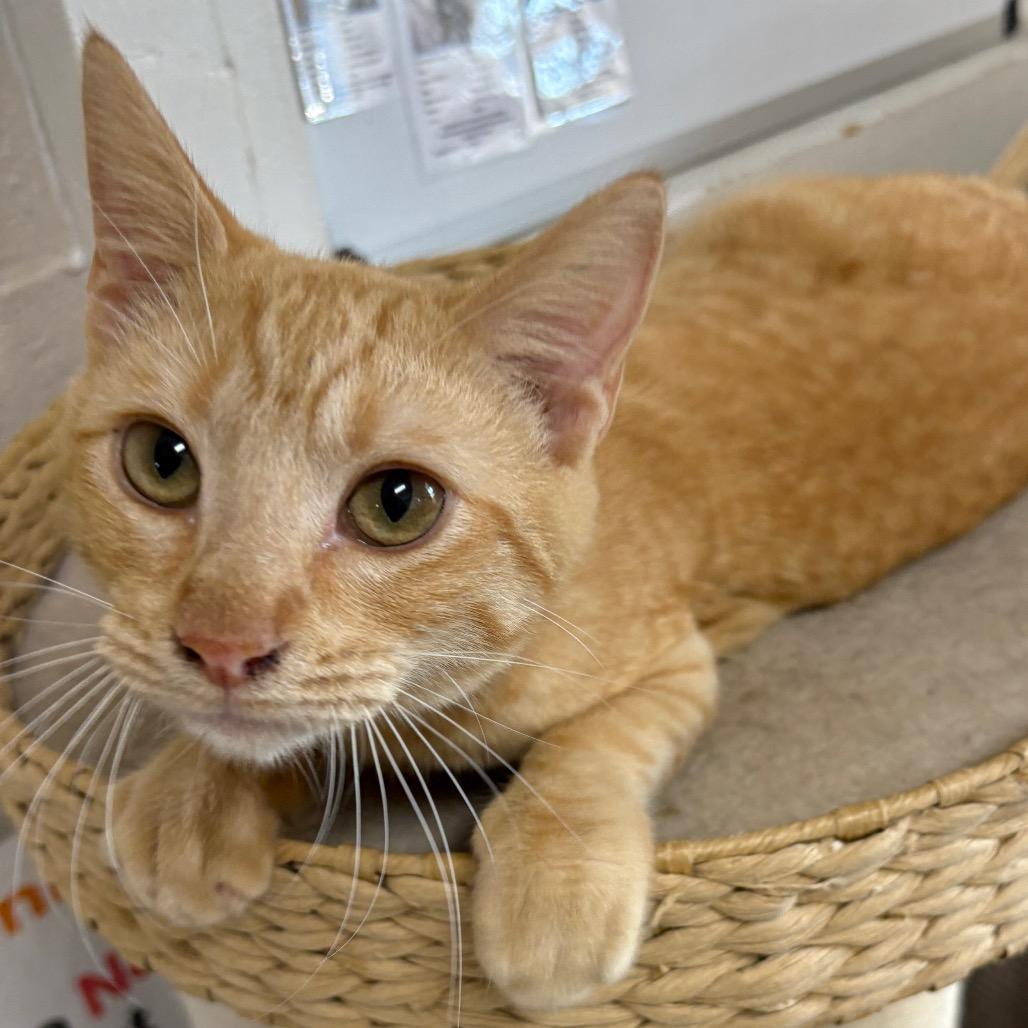 Enlarge Rusty, a Adoptable Domestic Short Hair in Laredo, TX image 3/6
