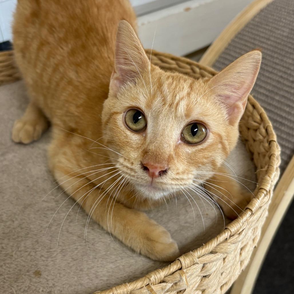 Enlarge Rusty, a Adoptable Domestic Short Hair in Laredo, TX image 4/6