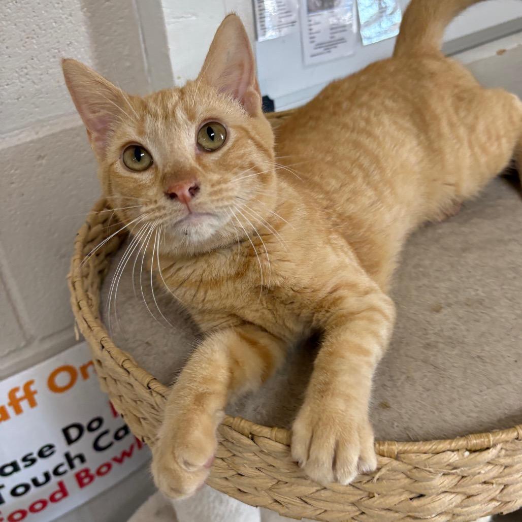 Enlarge Rusty, a Adoptable Domestic Short Hair in Laredo, TX image 5/6