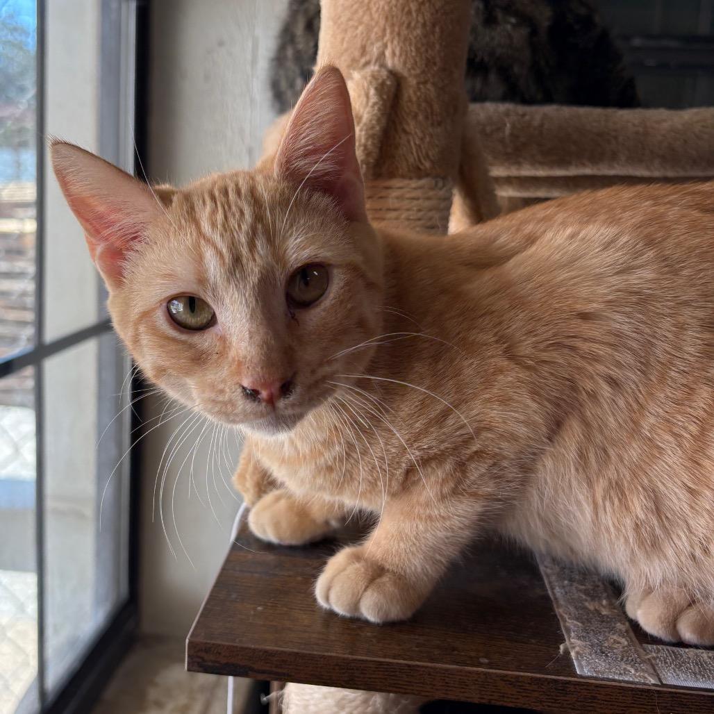 Enlarge Rusty, a Adoptable Domestic Short Hair in Laredo, TX image 6/6