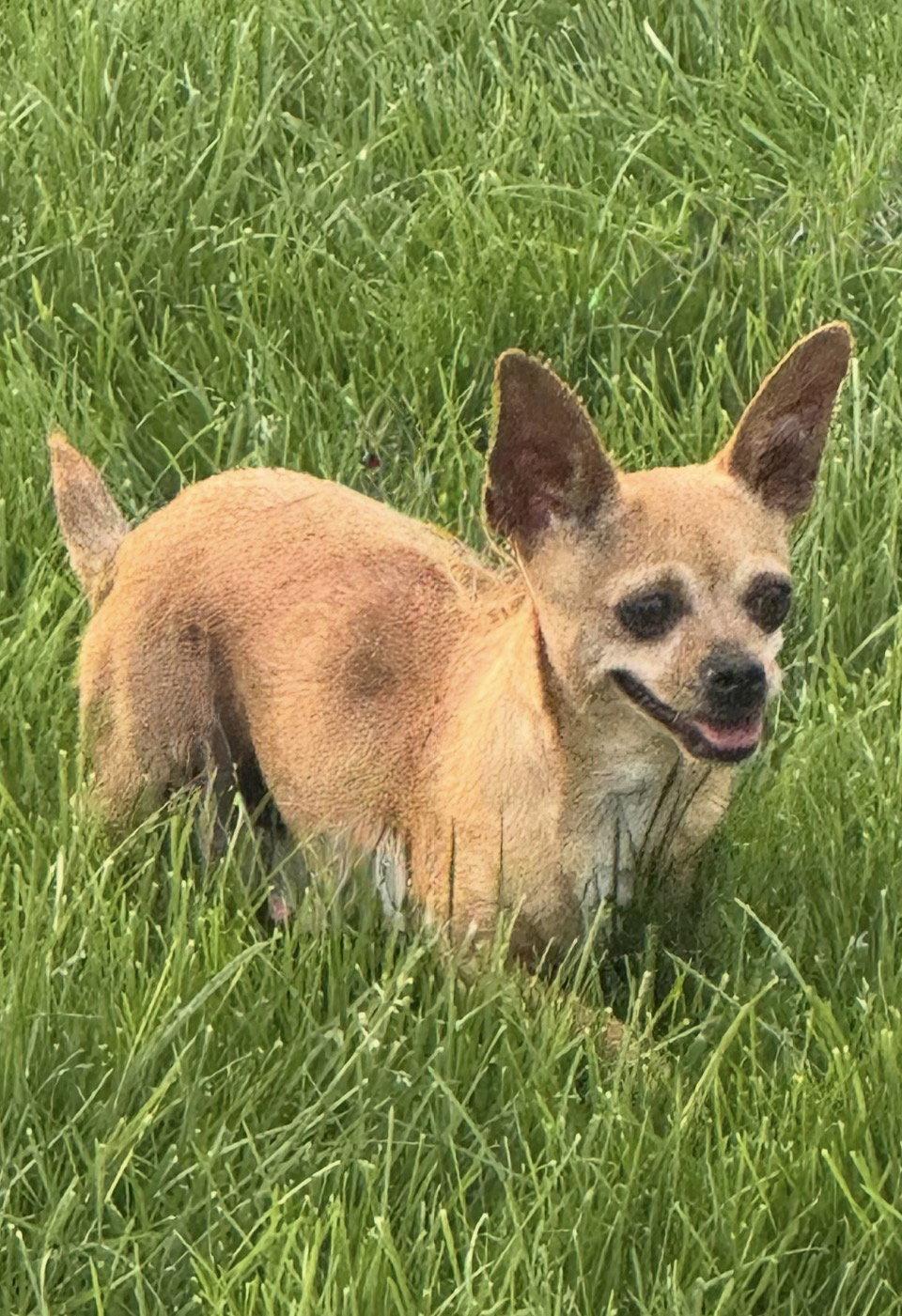 Tina, Adoptable, Adult Female Chihuahua.