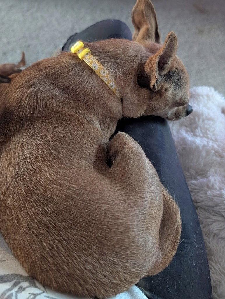 Tina, a Adoptable Chihuahua in Omaha, NE image 2/3