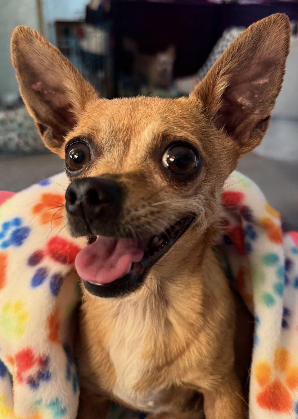 Tina, a Adoptable Chihuahua in Omaha, NE image 3/3