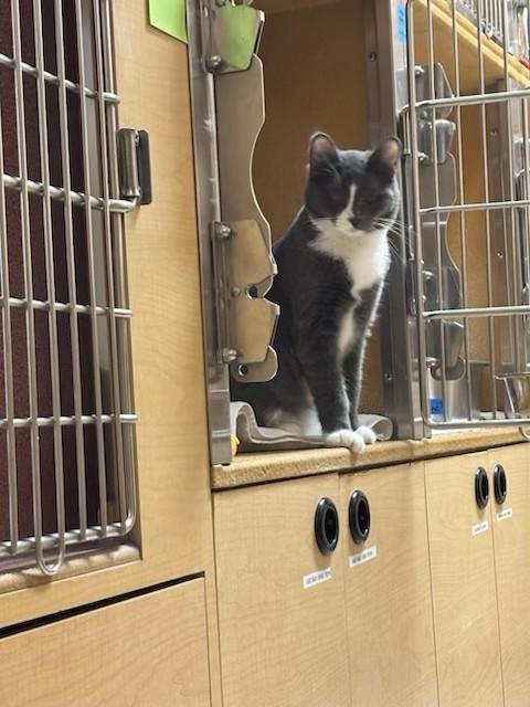 Opal, ADOPTABLE, Young Female Domestic Short Hair.