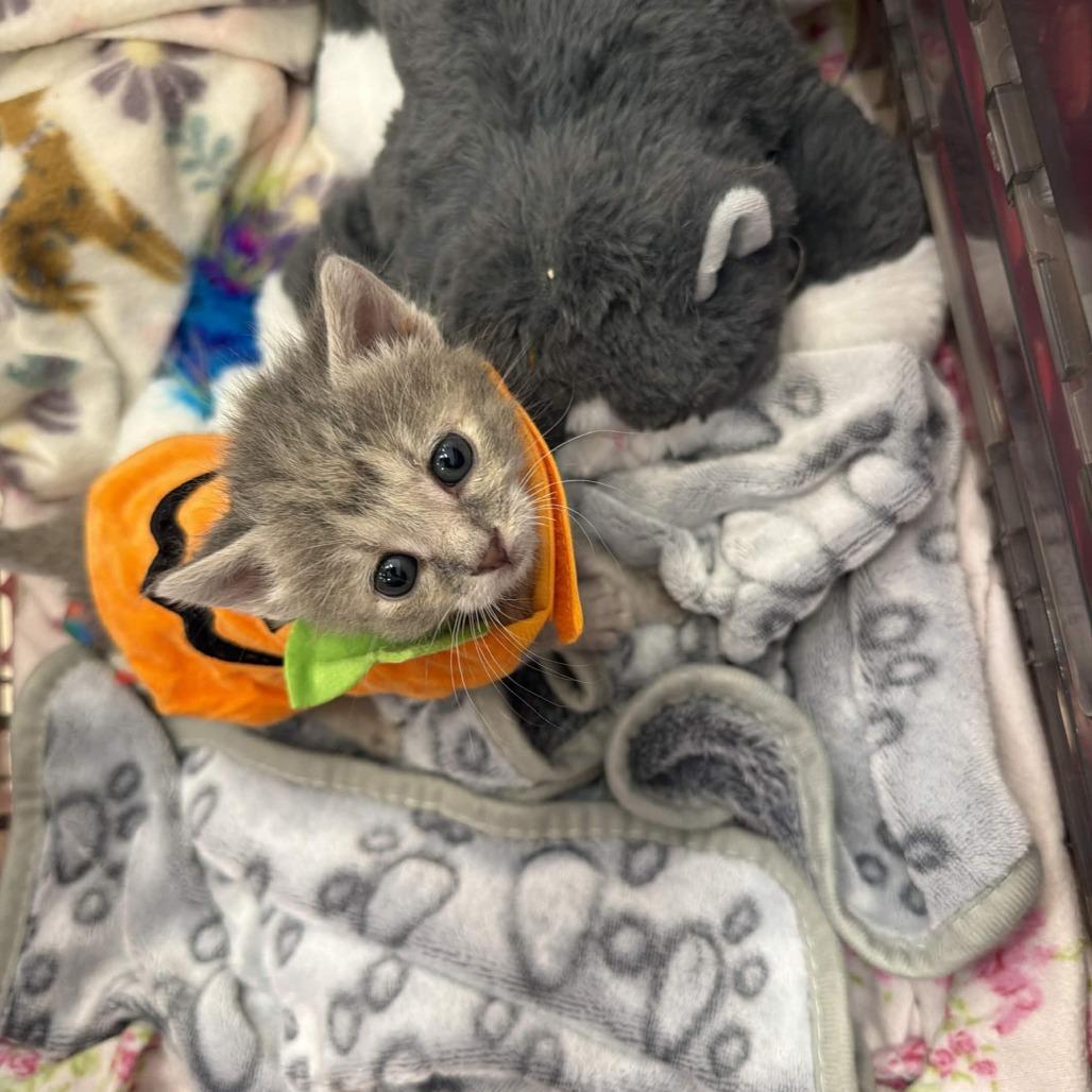 Enlarge Groovy, a Adoptable Domestic Short Hair in Delaware, OH image 1/5