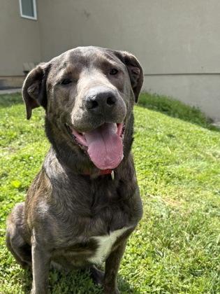 Enlarge Oscar, a Adoptable mixed breed in Kansas City, MO image 1/3