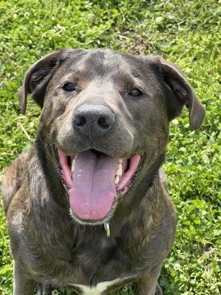 Enlarge Oscar, a Adoptable mixed breed in Kansas City, MO image 2/3