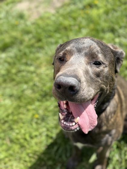 Enlarge Oscar, a Adoptable mixed breed in Kansas City, MO image 3/3