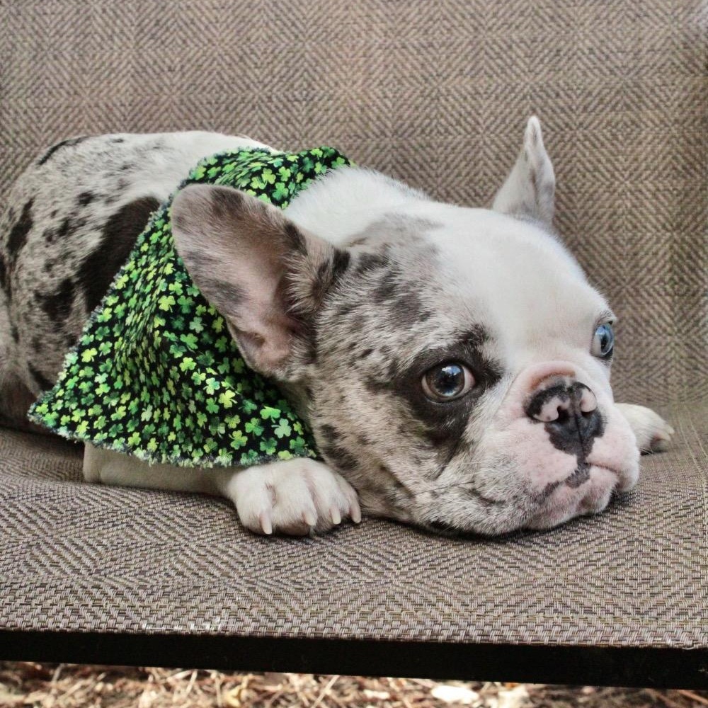 Gus, an adopted French Bulldog in Orange Park, FL image 2/6