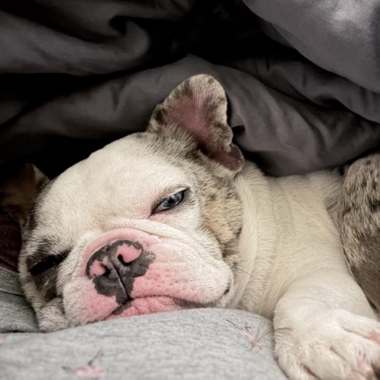 Gus, an adopted French Bulldog in Orange Park, FL image 3/6