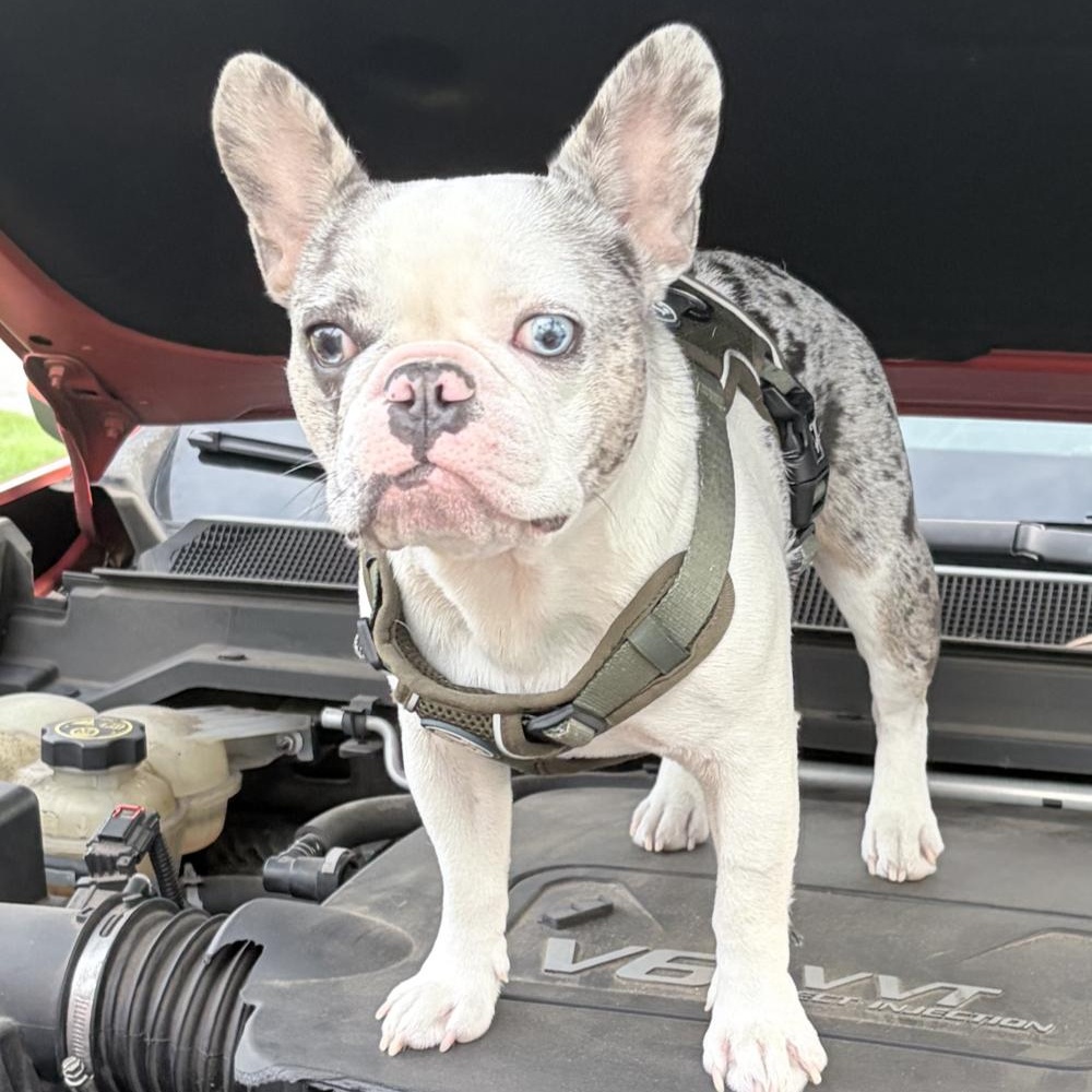 Gus, an adopted French Bulldog in Orange Park, FL image 1/6