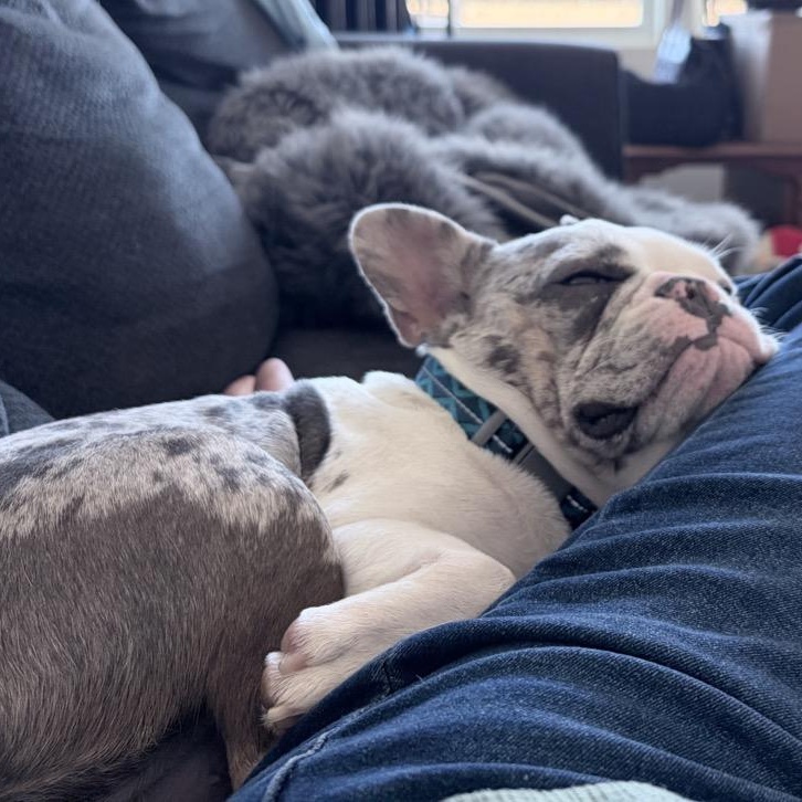 Gus, an adopted French Bulldog in Orange Park, FL image 5/6