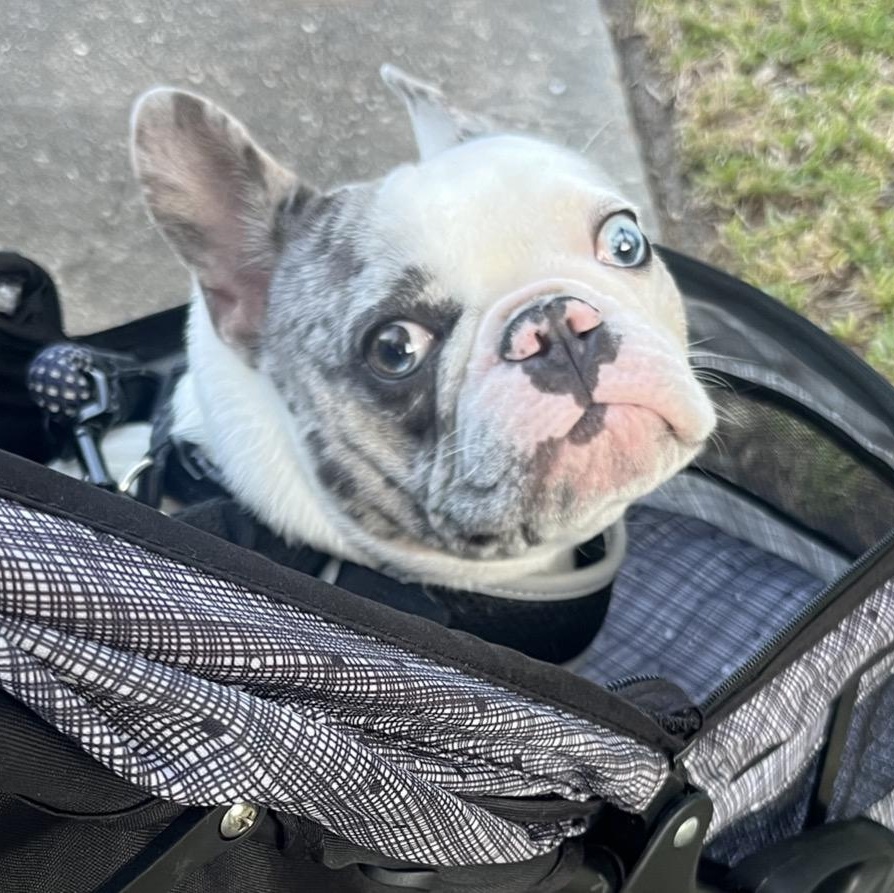 Gus, an adopted French Bulldog in Orange Park, FL image 6/6