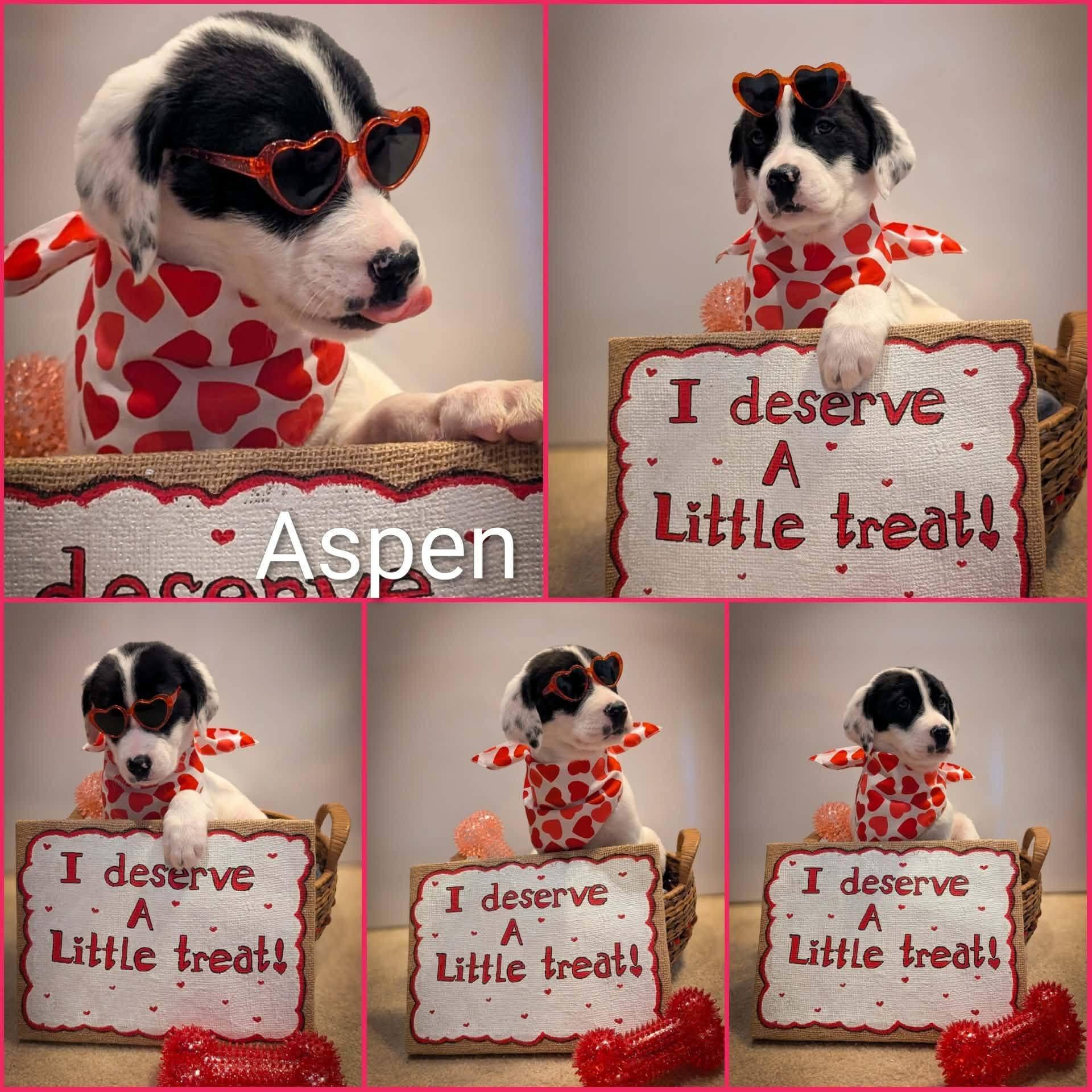 Aspen, a ADOPTABLE mixed breed in Elkton, MD image 3/3