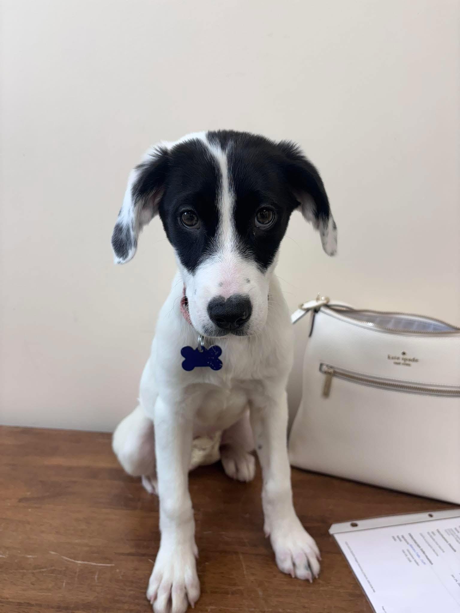 Aspen, a ADOPTABLE mixed breed in Elkton, MD image 2/3