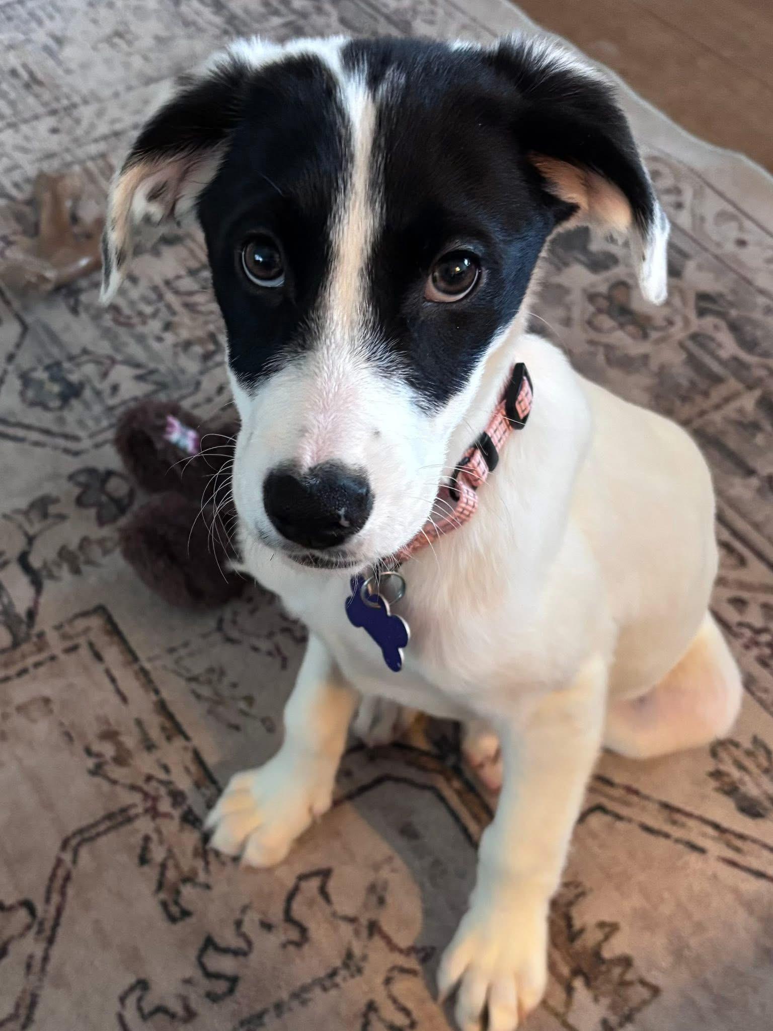 Aspen, a ADOPTABLE mixed breed in Elkton, MD image 1/3