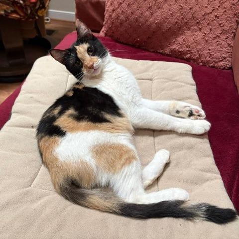Summer, Adoptable, Adult Female Domestic Short Hair.