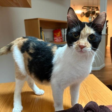 Summer, a Adoptable Domestic Short Hair in Charlottesville, VA image 2/4