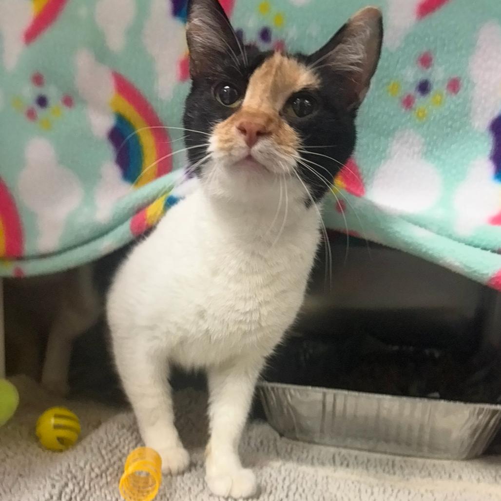 Summer, a Adoptable Domestic Short Hair in Charlottesville, VA image 3/4