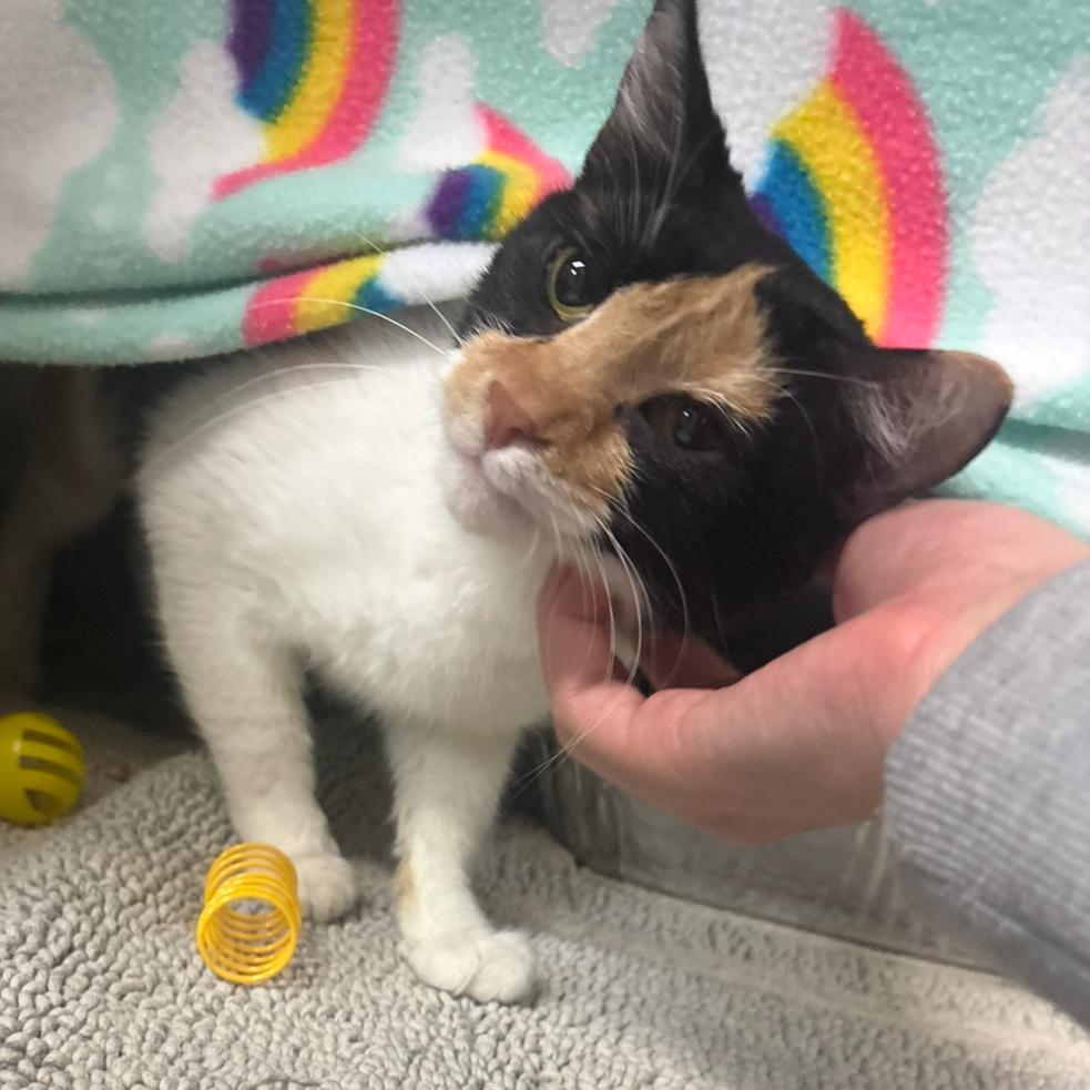 Summer, a Adoptable Domestic Short Hair in Charlottesville, VA image 4/4