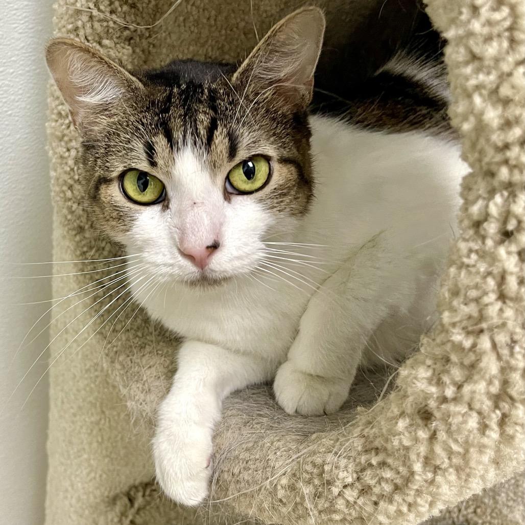 Jackalope, Adoptable, Adult Male Domestic Short Hair.