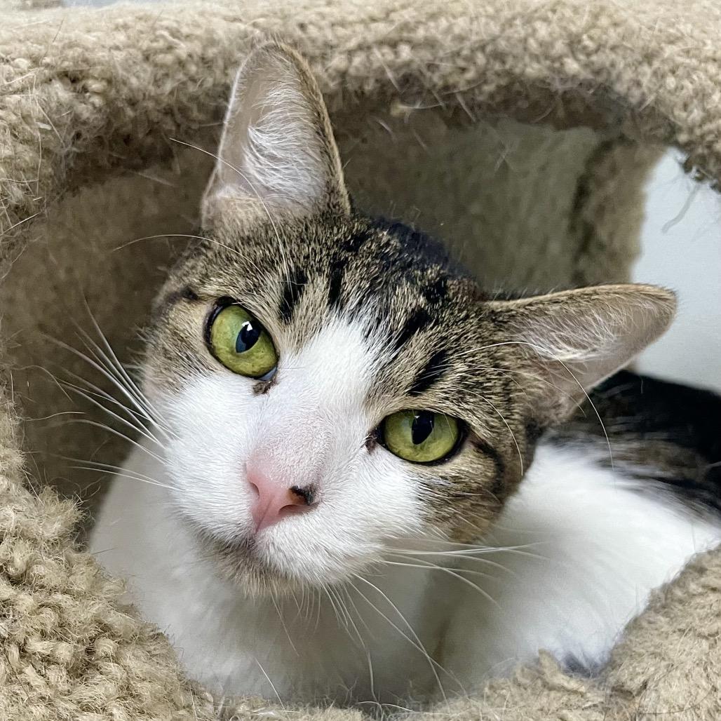 Jackalope, Adoptable, Adult Male Domestic Short Hair.