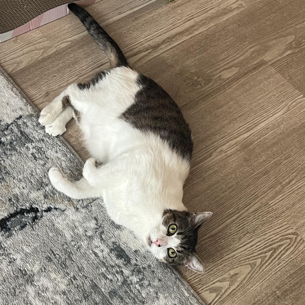 Enlarge Jackalope, a Adoptable Domestic Short Hair in Deerfield, IL image 2/5