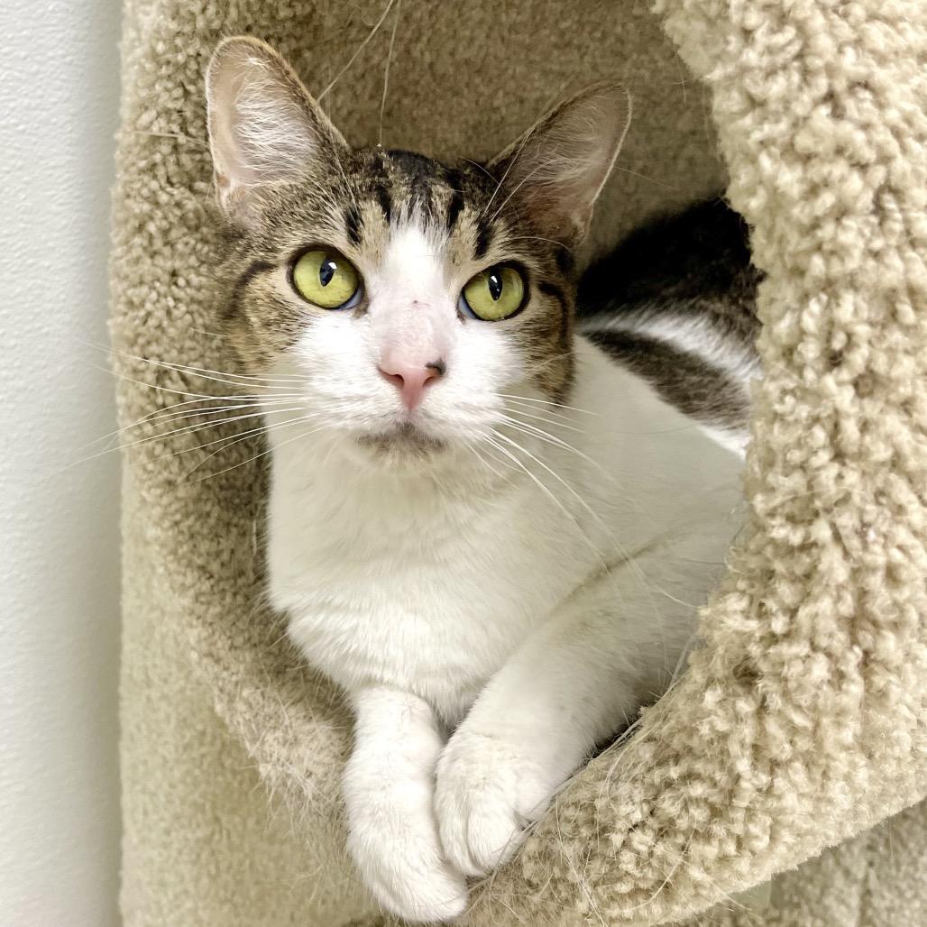 Enlarge Jackalope, a Adoptable Domestic Short Hair in Deerfield, IL image 1/5