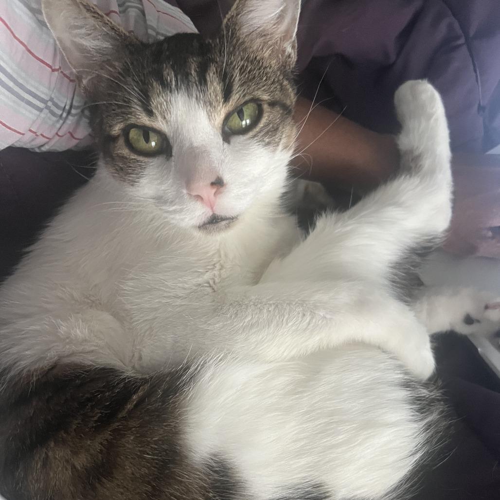 Enlarge Jackalope, a Adoptable Domestic Short Hair in Deerfield, IL image 4/5