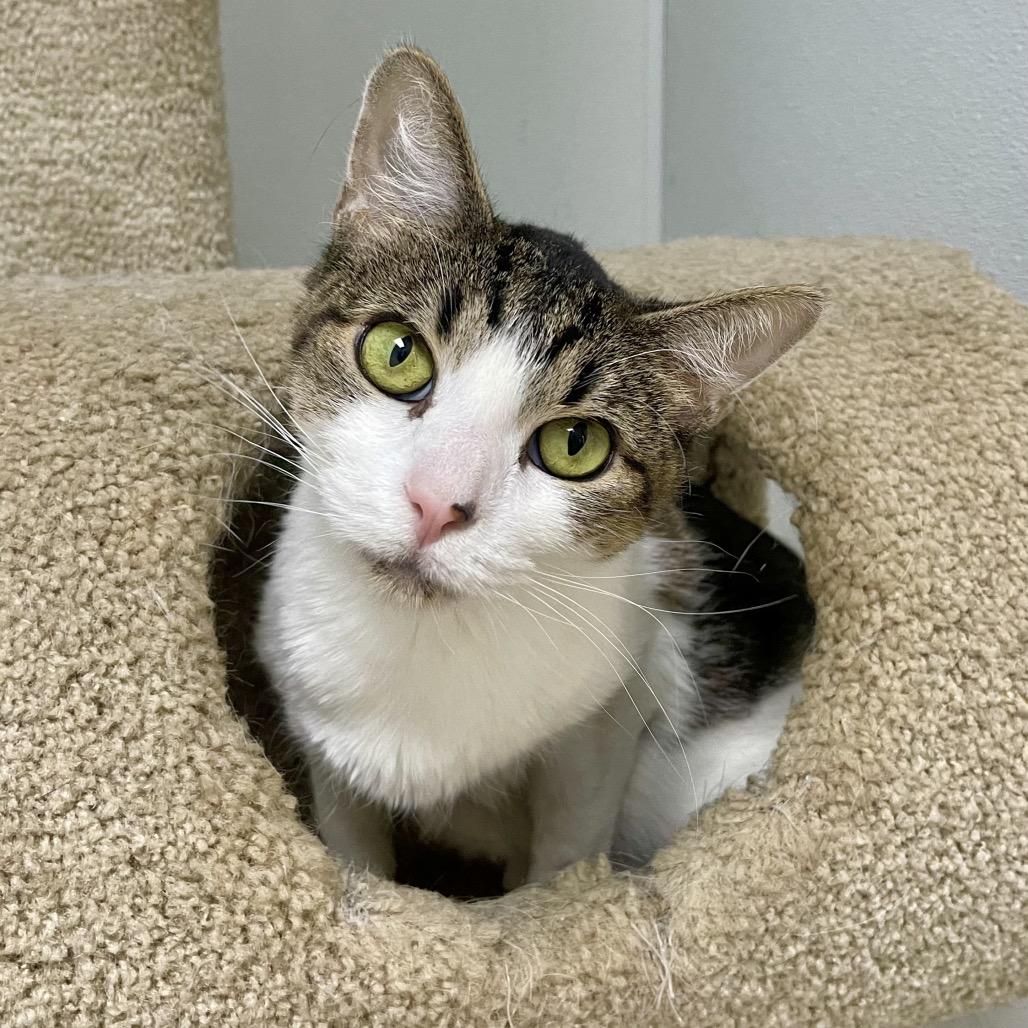 Enlarge Jackalope, a Adoptable Domestic Short Hair in Deerfield, IL image 2/5