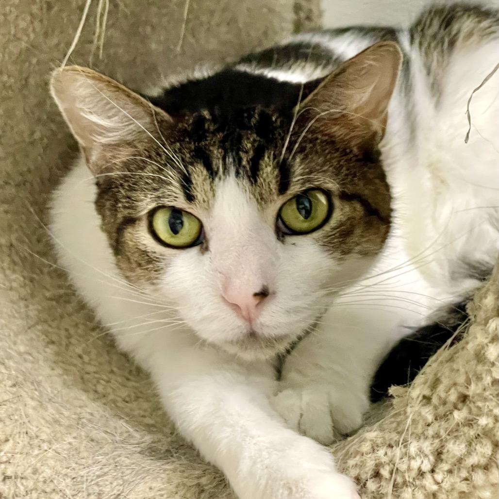 Enlarge Jackalope, a Adoptable Domestic Short Hair in Deerfield, IL image 3/5