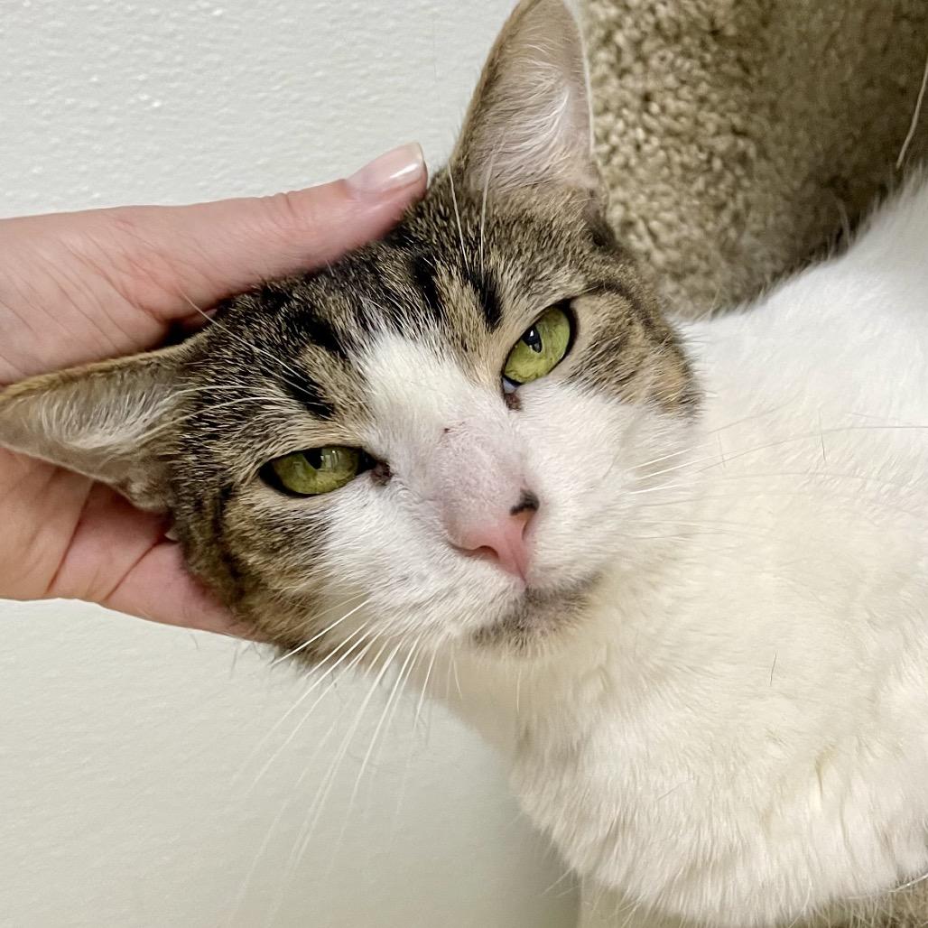 Enlarge Jackalope, a Adoptable Domestic Short Hair in Deerfield, IL image 5/5