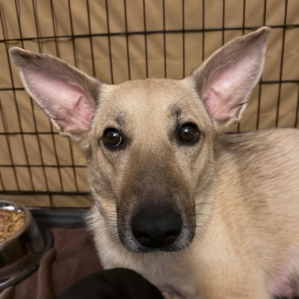Nessie Mae, Adoptable, Adult Female Shepherd.