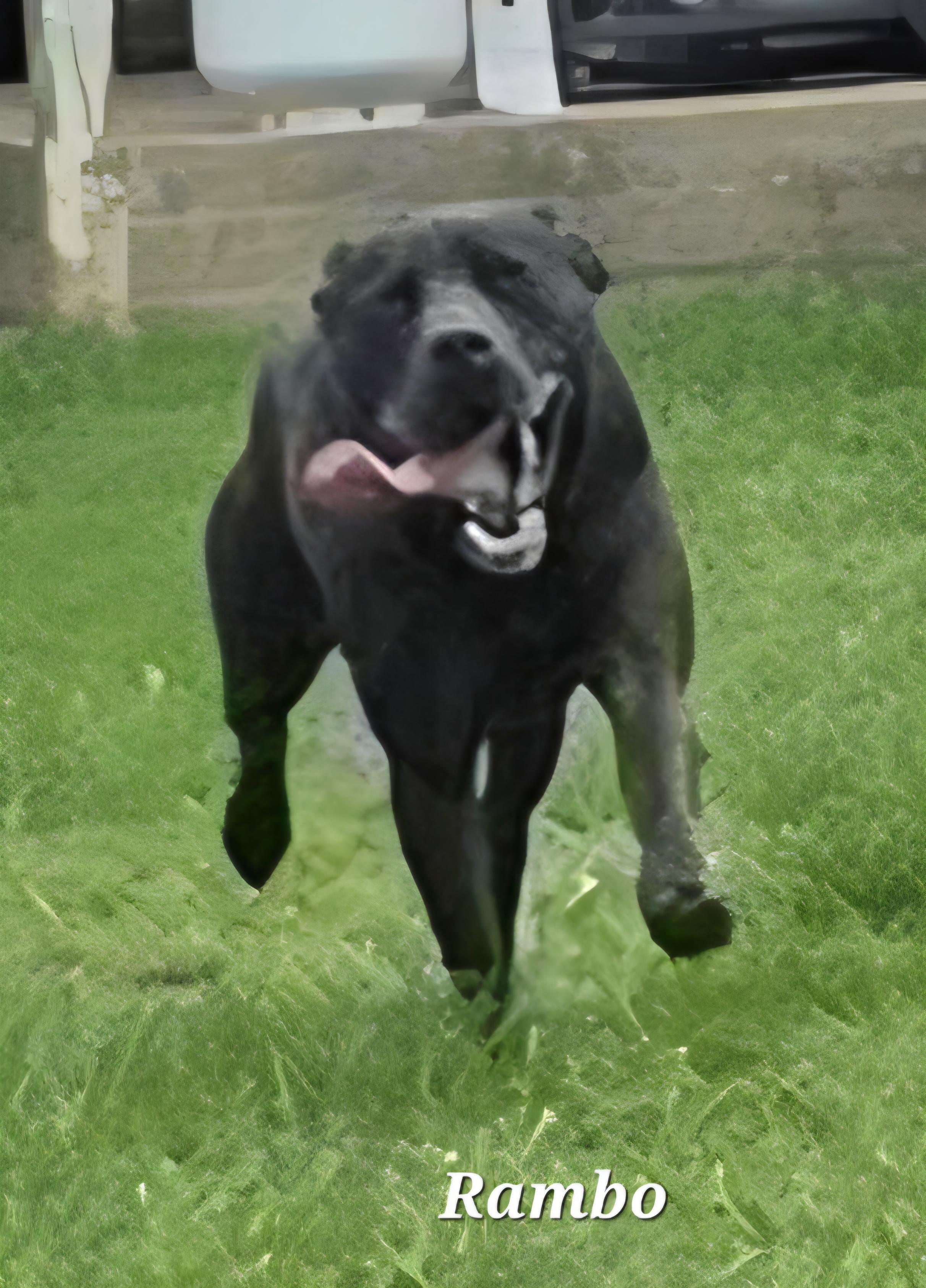Rambo, Adoptable, Young Male Black Labrador Retriever & Boxer.