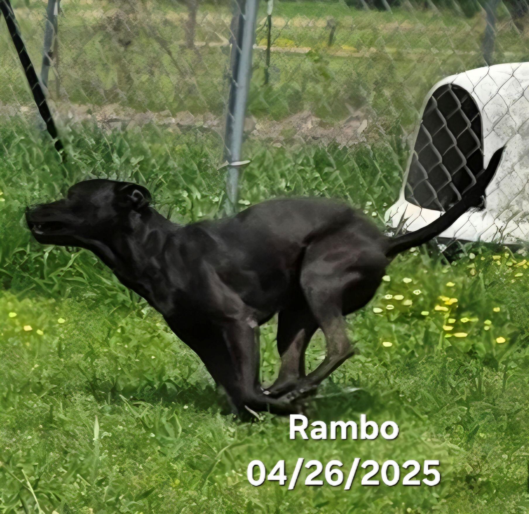 Rambo, a Adoptable mixed breed image 6/6