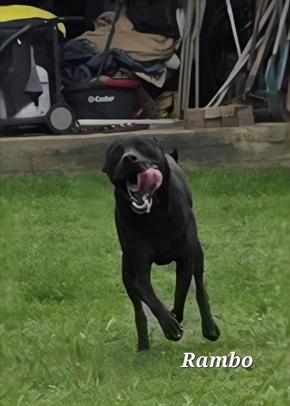 Rambo, a Adoptable mixed breed image 5/6